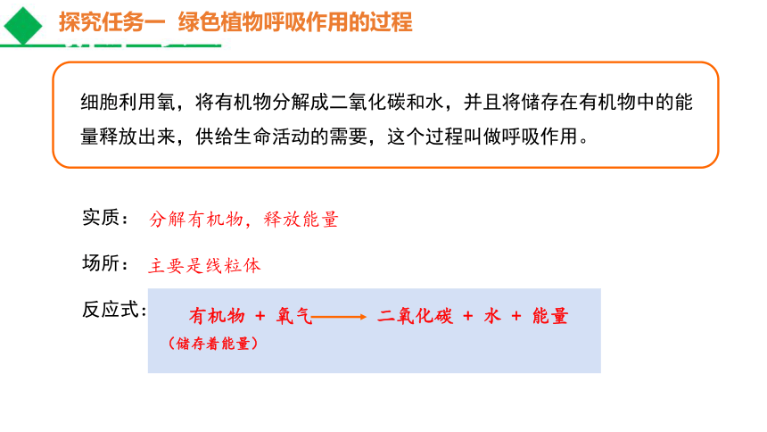 2021--2022学年人教版生物七年级上册 3.5.2 绿色植物的呼吸作用课件（共21张PPT）