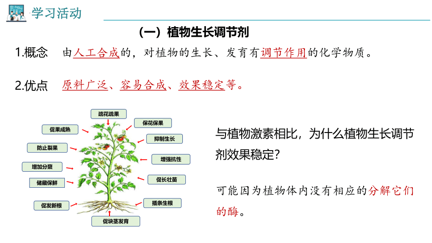 5.3植物生长调节剂的应用课件-(共28张PPT)人教版选择性必修1