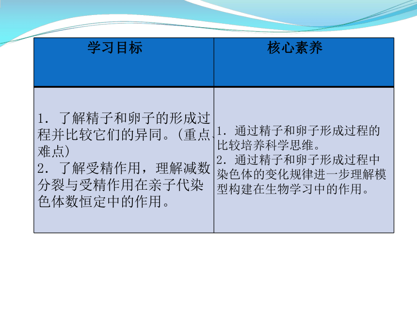 1.1 减数分裂和受精作用（二）课件（共20张PPT）