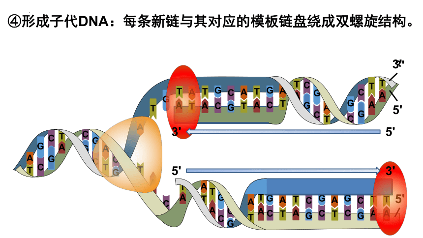 3.3 DNA的复制课件(共33张PPT)-2023-2024学年高一下学期生物人教版必修2