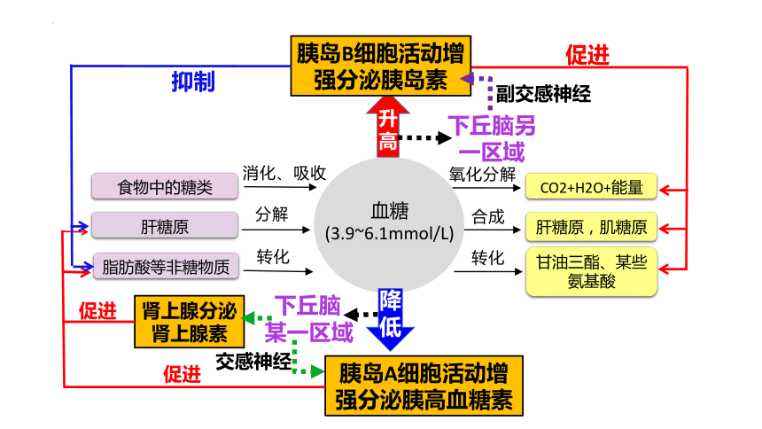 高中生物人教版(2019)选择性必修1 3.2激素调节的过程（共45张ppt）