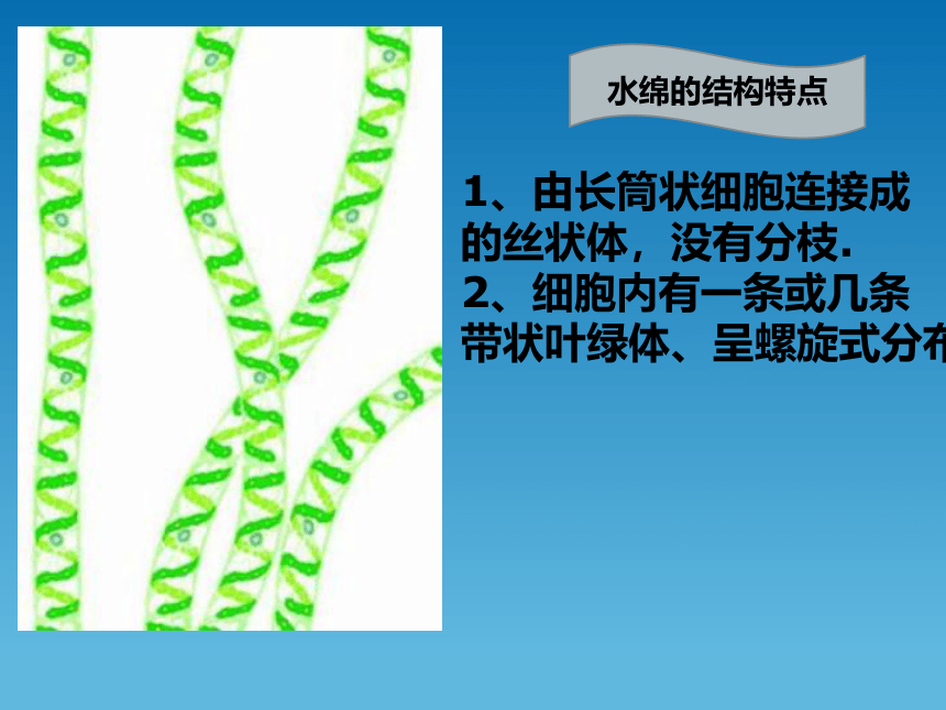 冀教版七上生物 3.3藻类植物 课件（15张PPT）