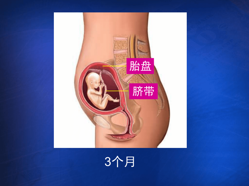 第一节 人的生殖和发育 课件（22张PPT）