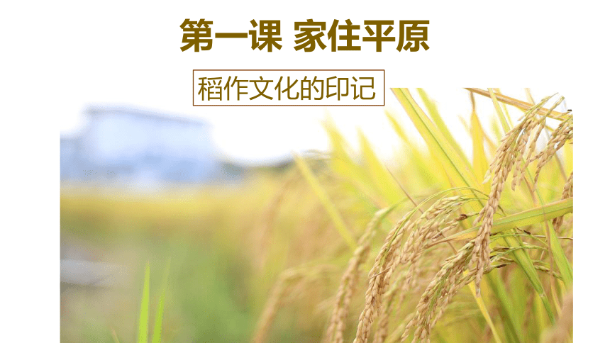 3.1.1 稻作文化的印记 课件 (共17张PPT)