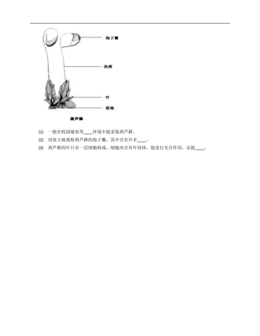 沪教版第二册生物 4.1植物课时训练（含答案）