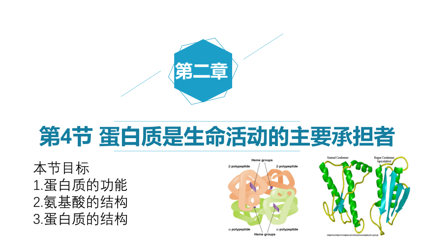 2021-2022学年高一上学期生物人教版必修一2.4蛋白质是生命活动的主要承担者 课件（共24张PPT）