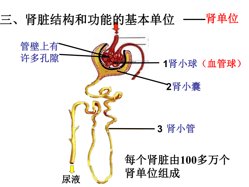 鲁科版五四制七年级上册生物 4.5.1尿的形成和排出 课件(共26张PPT)