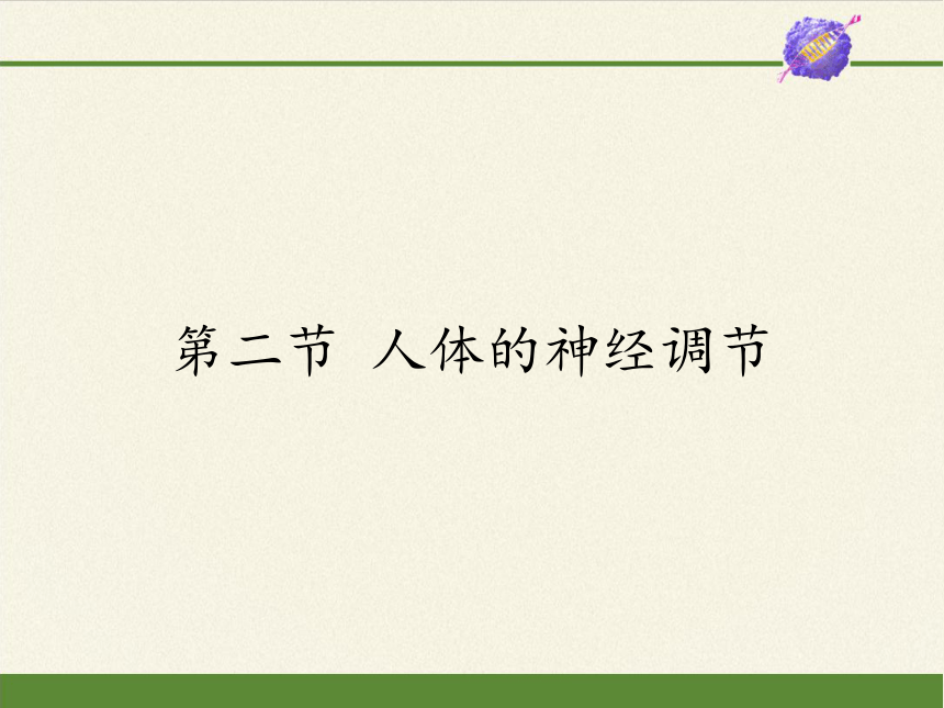 苏教版生物七年级下册 第十二章 第二节 人体的神经调节课件(共14张PPT)