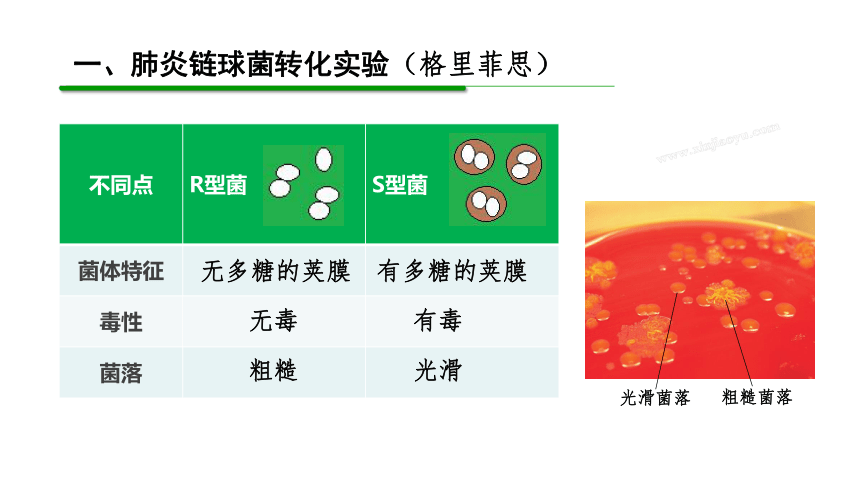 1.1 DNA是主要遗传物质的探索(共24张PPT) 高中生物 北师大版 必修二