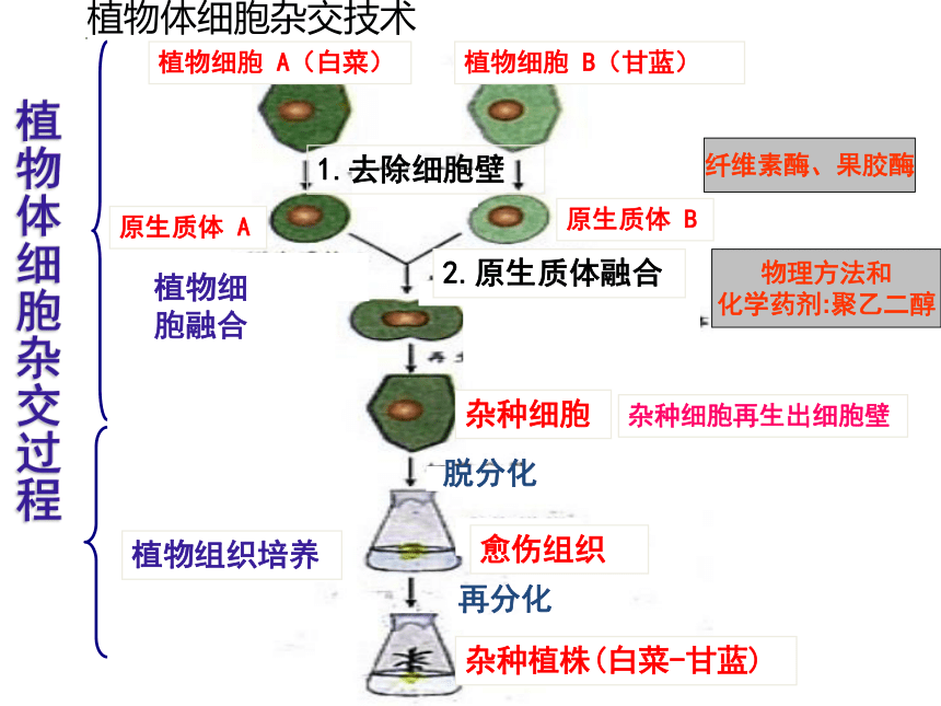 2021-2022学年高二下学期生物人教版选修3-2.2.2动物细胞融合和单克隆抗体课件(共19张PPT)