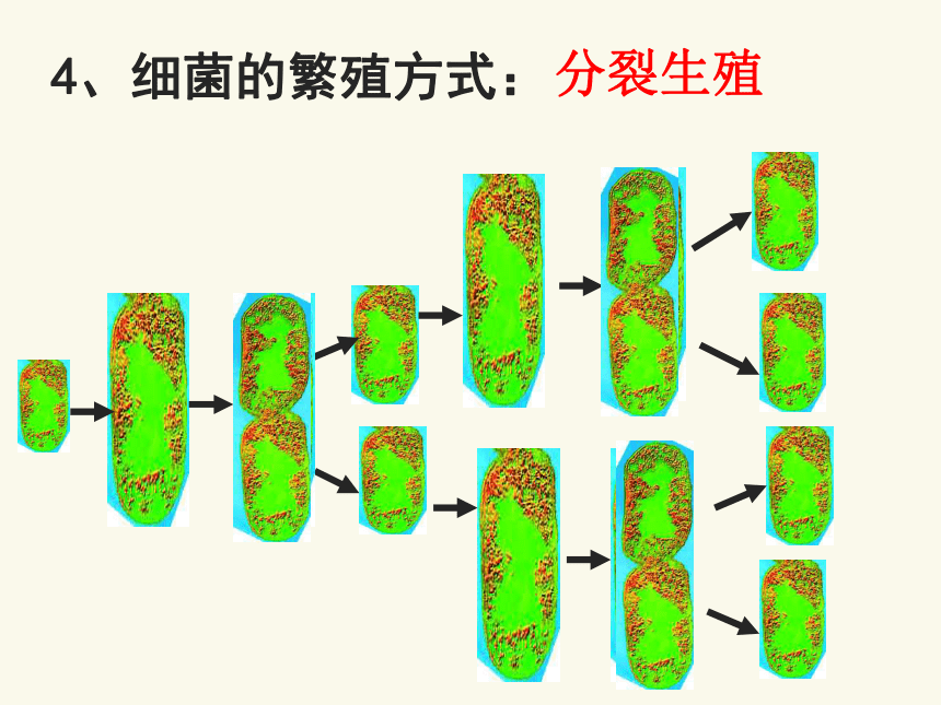 18.1 微生物在生物圈中的作用课件(共32张PPT)