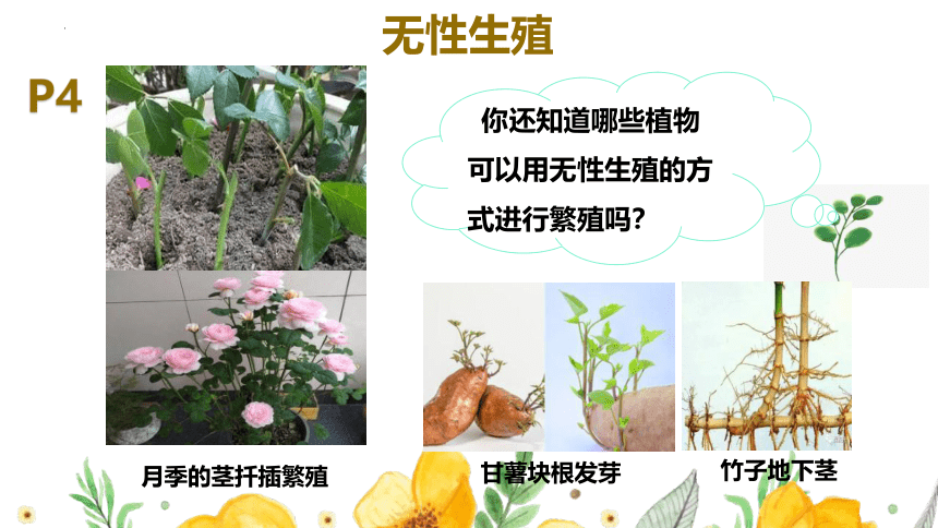 7.1.1植物的生殖课件（共36张PPT）2022-2023学年人教版生物八年级下册