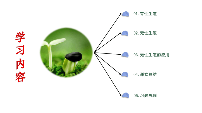 7.1.1  植物的生殖   课件-（31张PPT）2022-2023学年人教版生物八年级下册