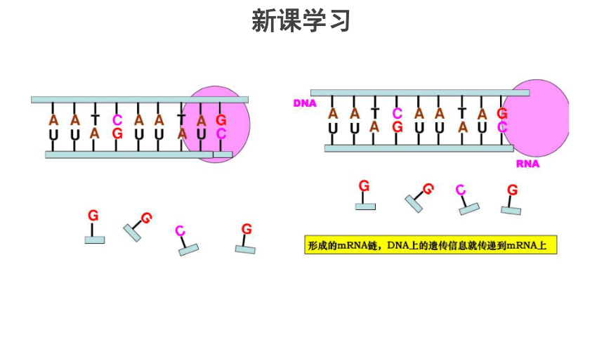 3.4《遗传信息的表达--RNA和蛋白质的合成》课件（26张）