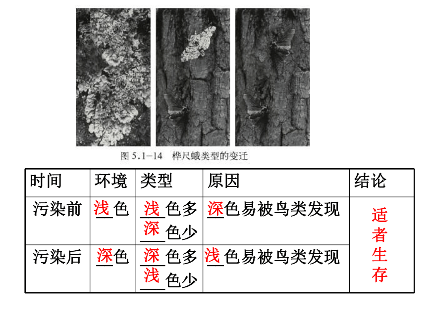 2020--2021学年济南版八年级下册5.1.4  生物进化的原因 课件(28张PPT)