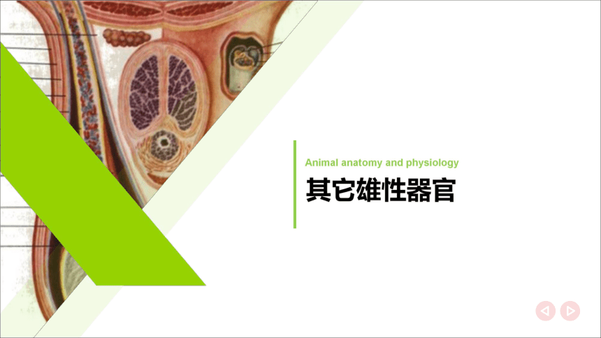 6.1.1雄性生殖器官 其他雄性器官 课件(共15张PPT)《畜禽解剖生理（第四版）》同步教学(高教版)