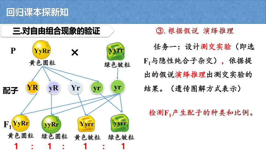 1.2孟德尔的豌豆杂交实验（二）(共21张PPT) 2019人教版必修2