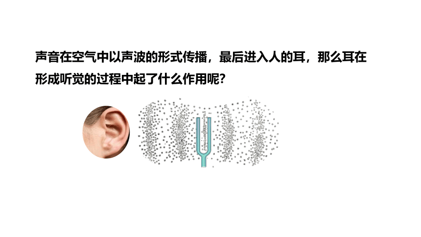 第3节 耳和听觉（23张ppt）