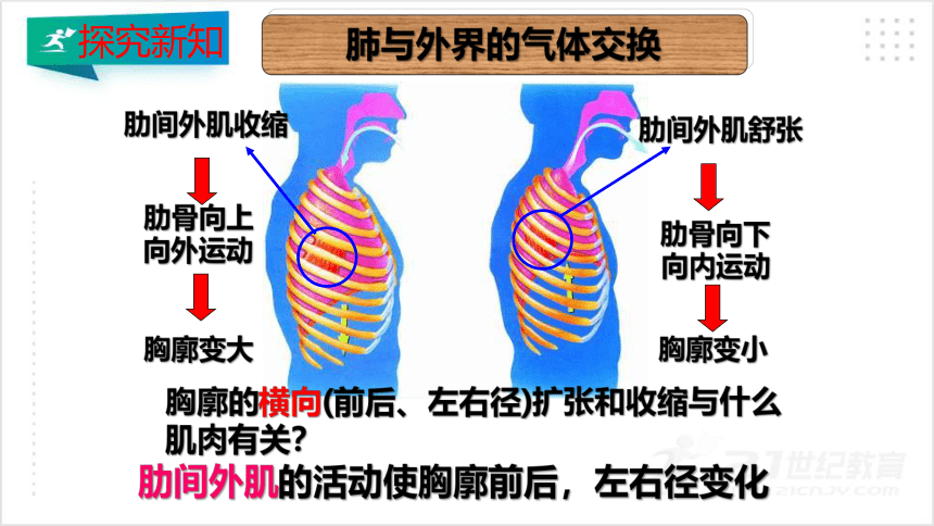 4.3.2 发生在肺内的气体交换课件（共45张PPT）