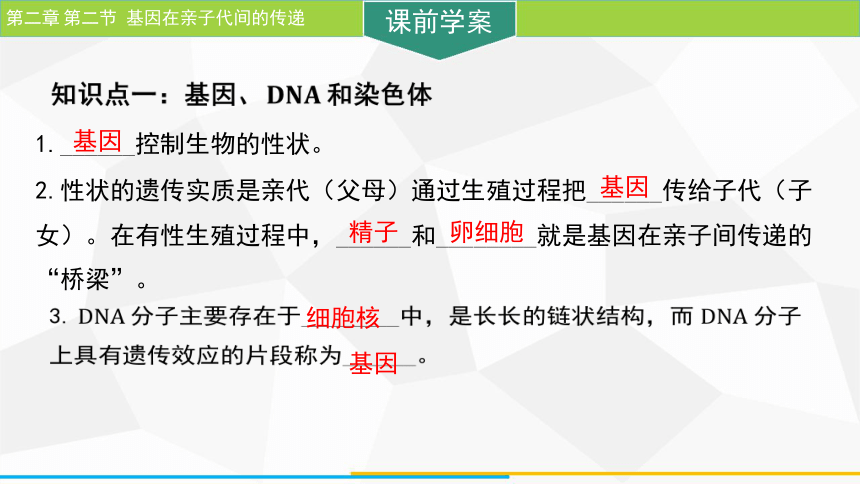 7.2.2 基因在亲子代间的传递  课件 (共25张PPT)人教版生物八年级下册