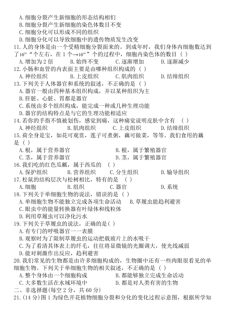 七年级上册生物第二单元细胞怎样构成生物体达标测评卷（人教版含答案）