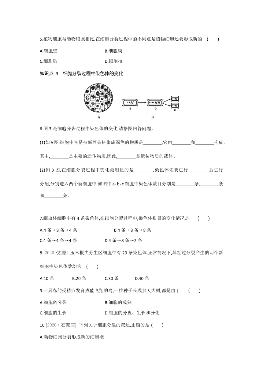 2021-2022学年人教版生物七年级上册2.2.1 细胞通过分裂产生新细胞---同步练习（word版 含解析）