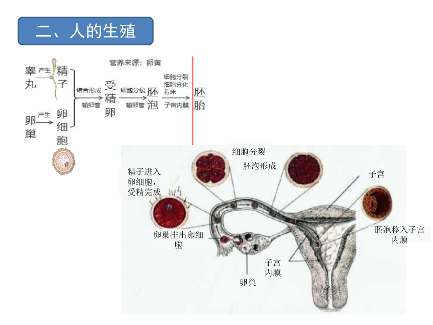 第一、二章复习课件 (共41张PPT)人教版生物七年级下册