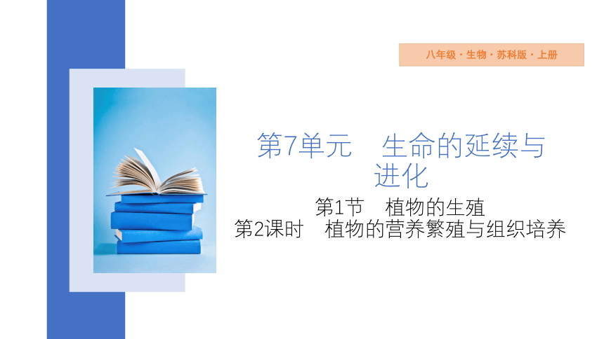 7.19.1 第2课时 植物的营养繁殖与组织培养 课件(共13张PPT) 2023-2024学年苏科版生物八年级上册