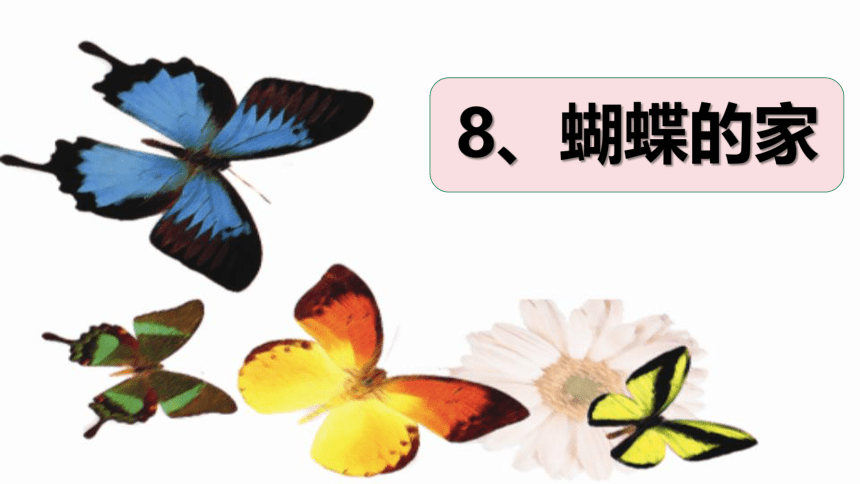 8 蝴蝶的家  课件 (共20张PPT)