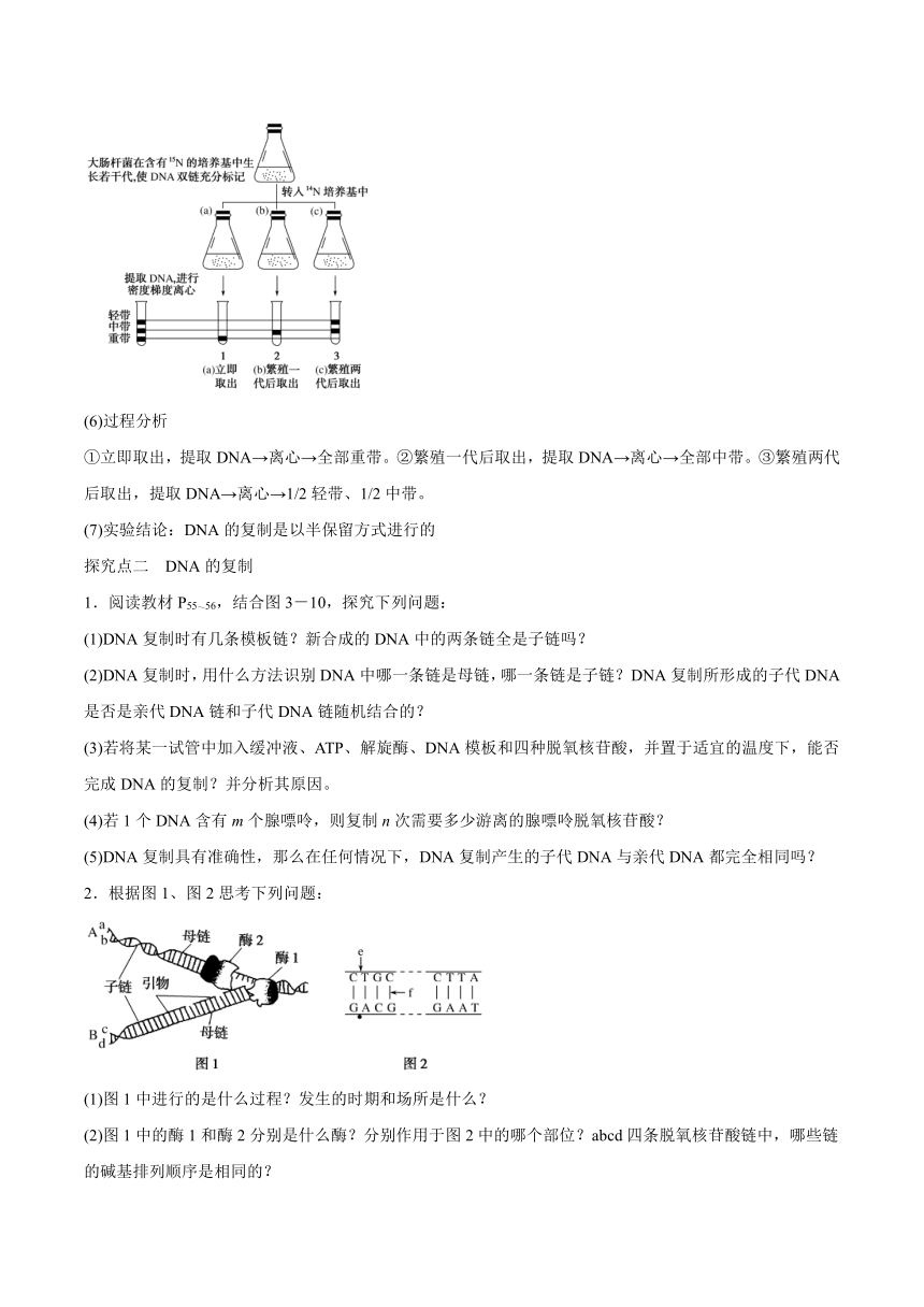 3.3DNA的复制学案