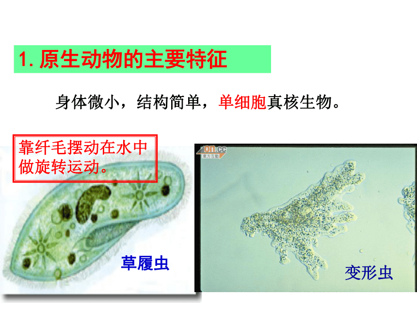 北师大版八年级下册22.2原生生物的主要类型课件(共16张PPT)