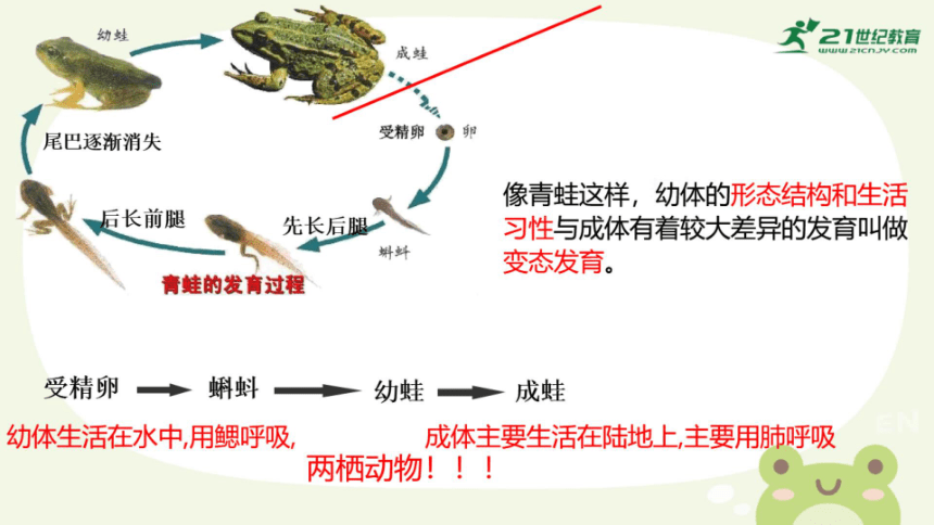 4-7 两栖类和爬行类 课件(共30张PPT)（希沃版+PPT图片版）