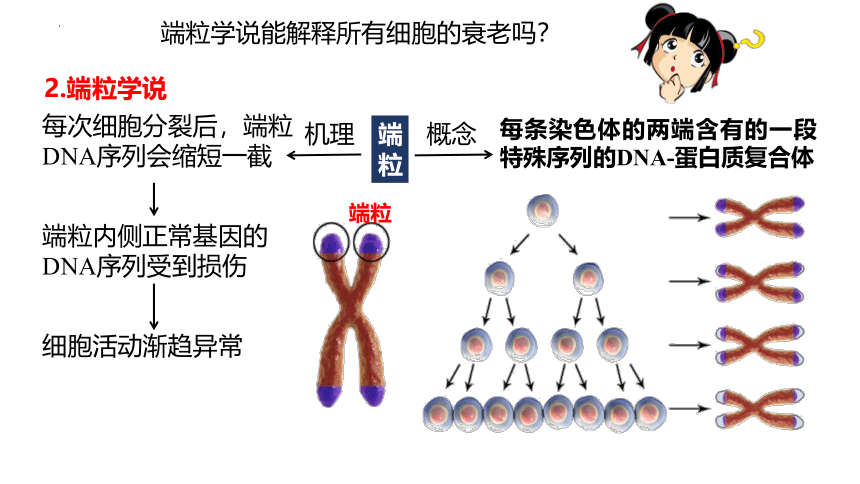 生物人教版2019必修1 6.3 细胞的衰老和死亡课件（共27张ppt）