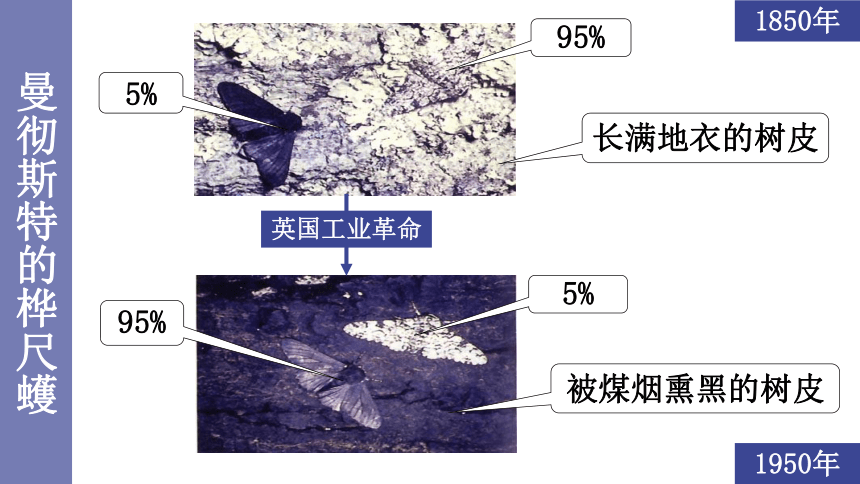 21.2生物进化的原因课件 (共33张PPT)