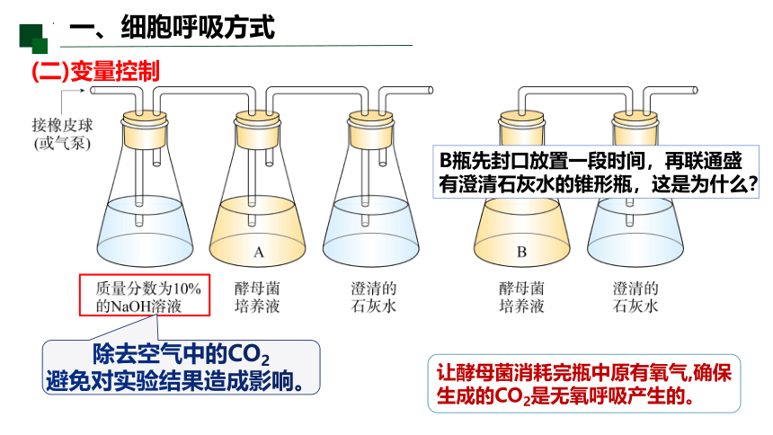 5.3.1 细胞呼吸的原理和应用课件-2022-2023学年高一上学期生物人教版（2019）必修1  课件 (共21张PPT)