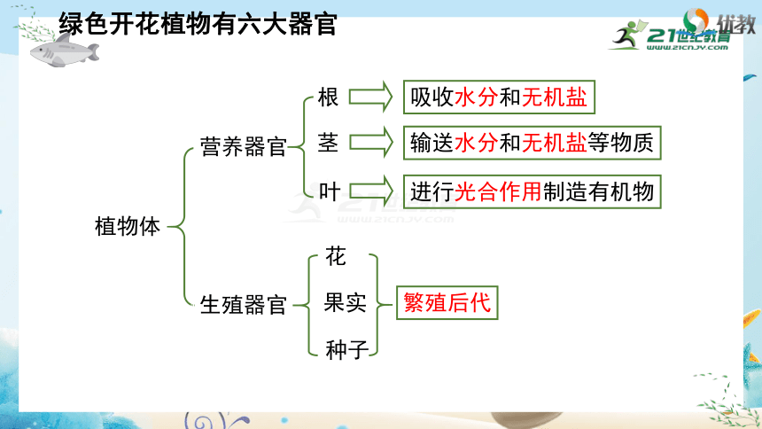 人教版七年级生物上册2.2.3《植物体的结构层次》课件(共21张PPT)