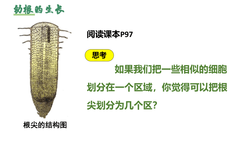 3.2.2 植株的生长课件（共35张PPT）七年级生物上册（人教版）