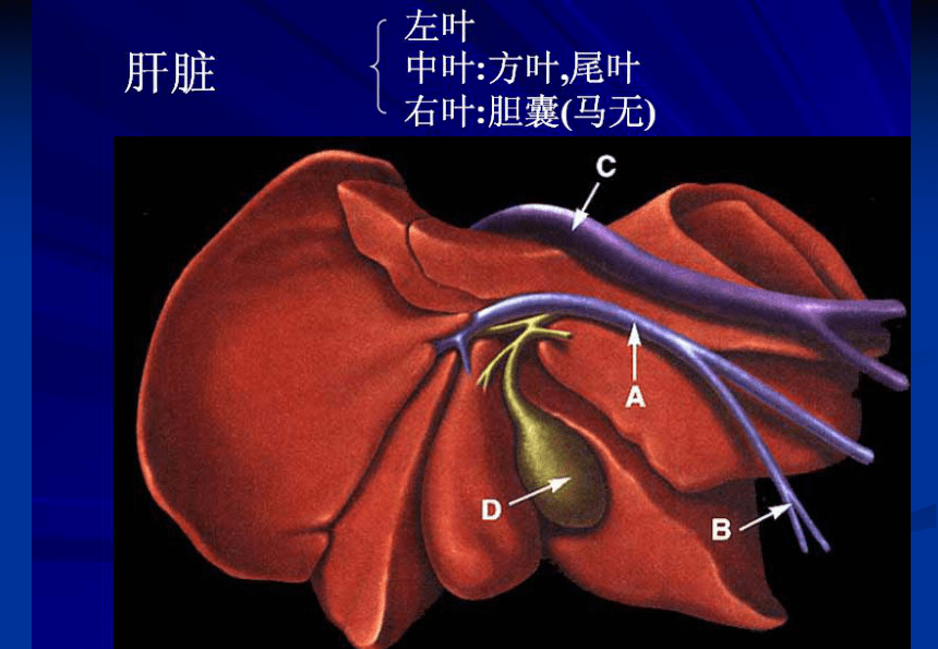 3.2 消化腺的识别 课件(共61张PPT)《畜禽解剖生理（第四版）》同步教学（高教版）