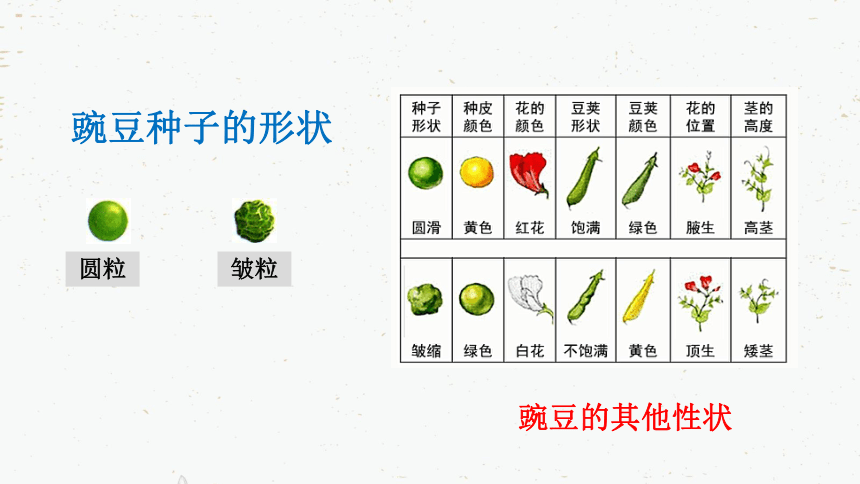 7.2.1 基因控制生物的性状课件(共29张PPT)