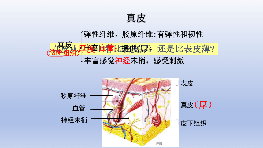 4.11.3皮肤与汗液分泌课件(共20张PPT) 北师大版生物七年级下册