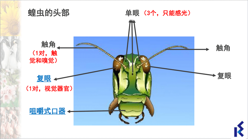 5.12.2 昆虫课件(共28张PPT＋内嵌视频1个)七年级生物下册（苏科版）