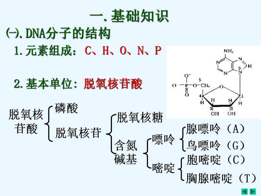 人教高中生物选修一5.2多聚酶链式反应扩增DNA片断 课件（27张ppt）