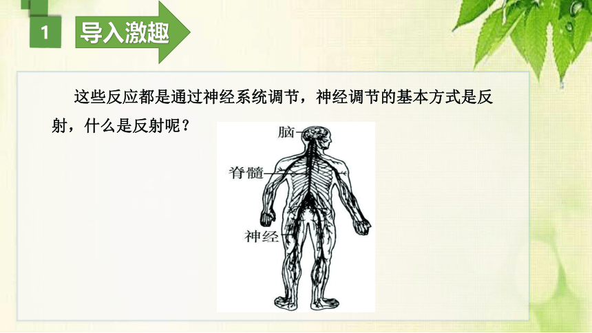 2021--2022学年冀教版生物七年级下册2.4.3信息的处理（一）神经调节的基本方式—反射课件(共20张PPT)