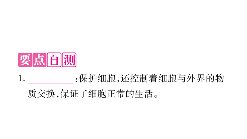 3.2 细胞是生命活动的单位-作业课件-2020年秋北师大版七年级上册生物(共30张PPT)