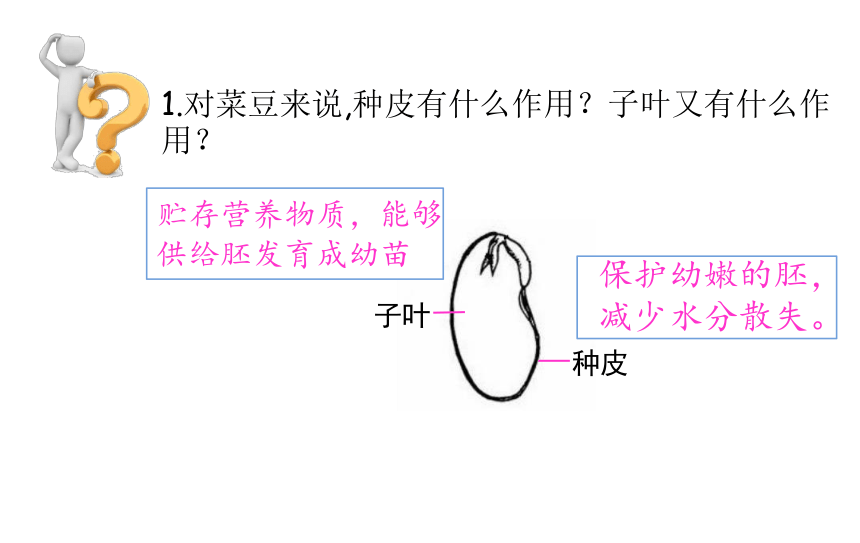 3.1.2  种子植物 课件(共28张PPT) 2021-2022学年人教版生物七年级上册