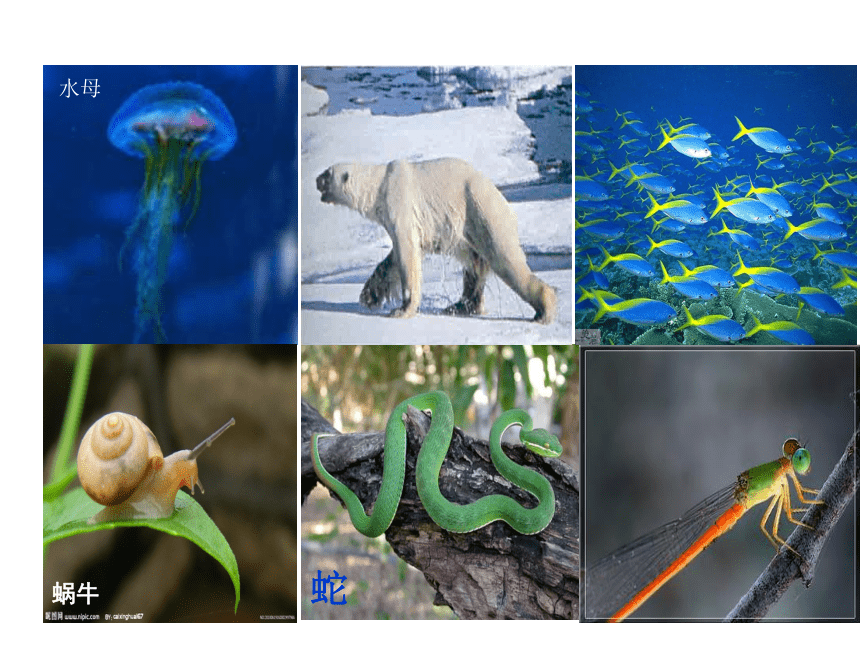 2021-2022学年苏教版八年级生物上册17.1动物运动的形式和能量供应 课件(共19张PPT)