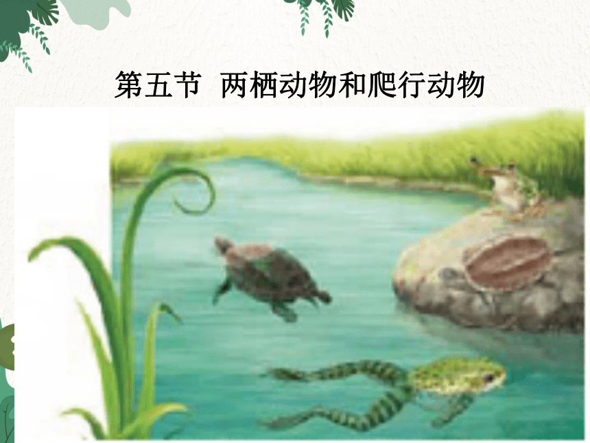 人教版生物八年级上册 5.15《两栖动物和爬行动物》课件6（共20张PPT）
