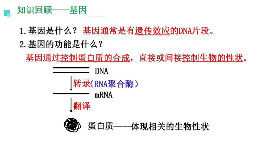 3.1 重组DNA技术的基本工具课件(共31张PPT)-2023-2024学年高二下学期生物人教版选择性必修3