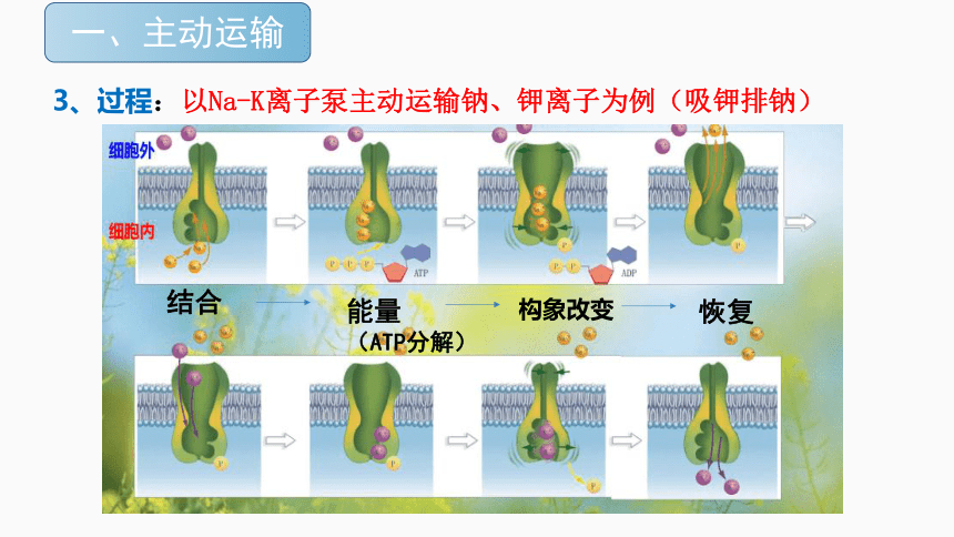 4.2主动运输与胞吞、胞吐（1.5课时）(课件共19张PPT)