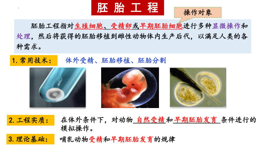 2.3.1 胚胎工程（第一课时） 课件(共19张PPT)-2023-2024学年高二下学期生物人教版（2019）选择性必修3